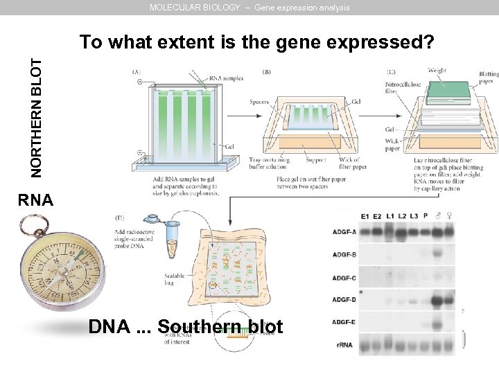 MOLECULAR BIOLOGY – Gene expression analysis NORTHERN BLOT To what extent is the gene