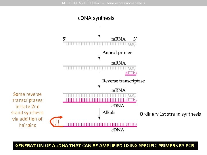MOLECULAR BIOLOGY – Gene expression analysis c. DNA synthesis Some reverse transcriptases initiate 2