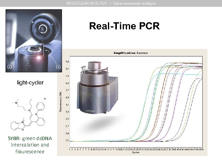 MOLECULAR BIOLOGY – Gene expression analysis Real-Time PCR light-cycler SYBR- green ds. DNA intercalation