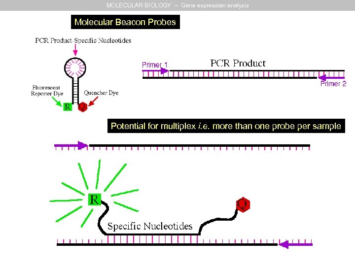 MOLECULAR BIOLOGY – Gene expression analysis Molecular Beacon Probes Potential for multiplex i. e.
