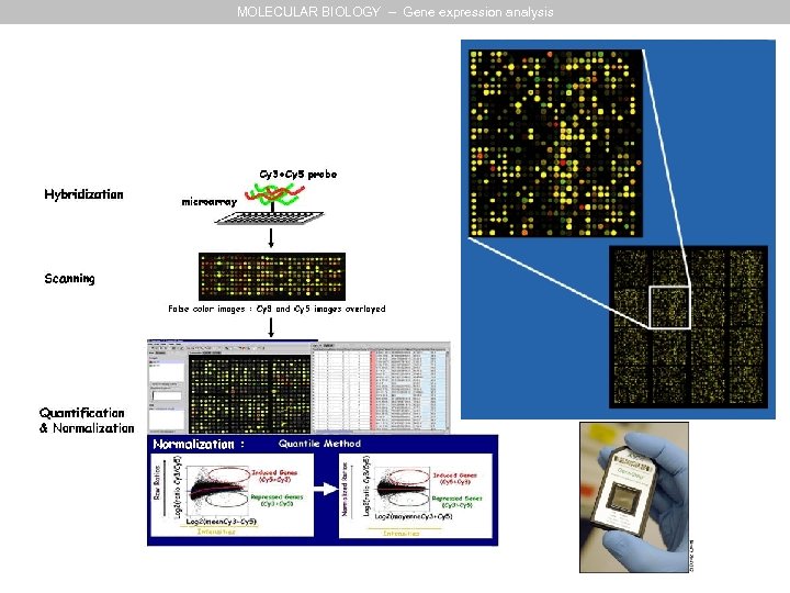 MOLECULAR BIOLOGY – Gene expression analysis 