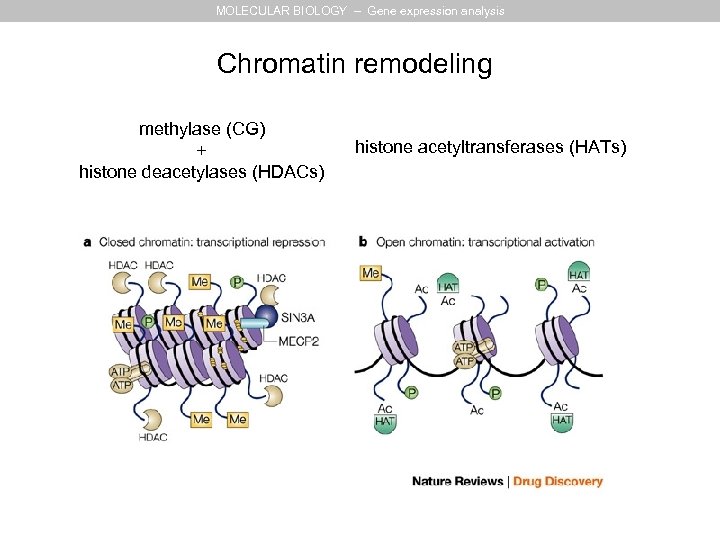 MOLECULAR BIOLOGY – Gene expression analysis Chromatin remodeling methylase (CG) + histone deacetylases (HDACs)