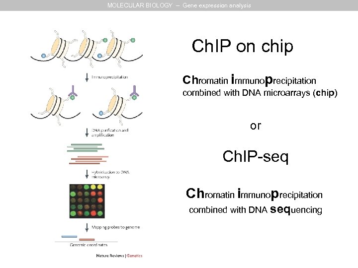 MOLECULAR BIOLOGY – Gene expression analysis Ch. IP on chip Chromatin immunoprecipitation combined with