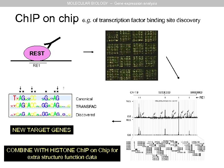 MOLECULAR BIOLOGY – Gene expression analysis Ch. IP on chip e. g. of transcription