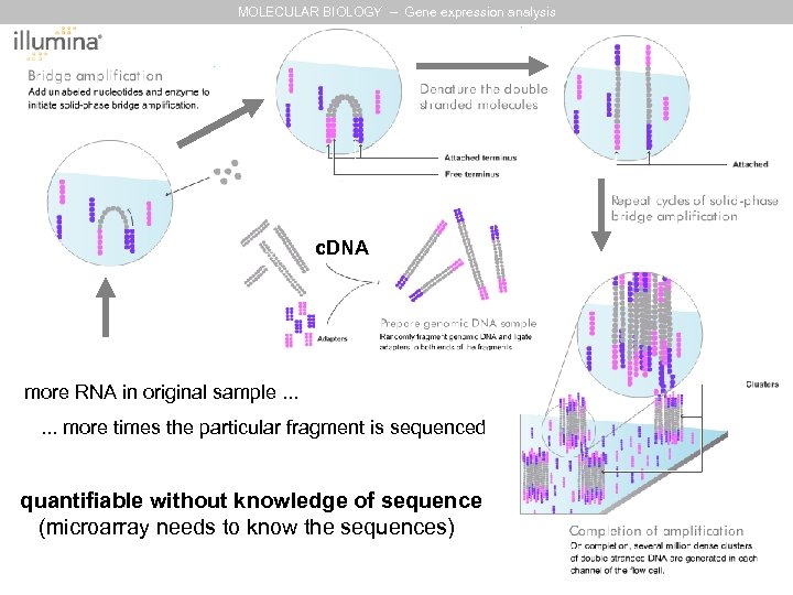 MOLECULAR BIOLOGY – Gene expression analysis c. DNA more RNA in original sample. .
