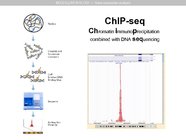 MOLECULAR BIOLOGY – Gene expression analysis Ch. IP-seq Chromatin immunoprecipitation combined with DNA sequencing