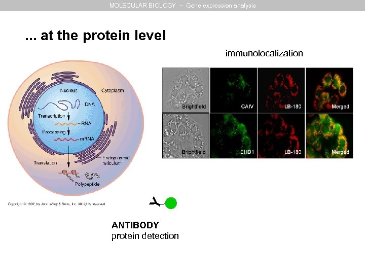 MOLECULAR BIOLOGY – Gene expression analysis . . . at the protein level Y