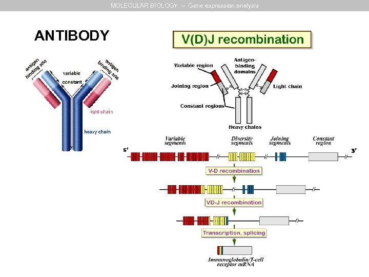 MOLECULAR BIOLOGY – Gene expression analysis ANTIBODY 