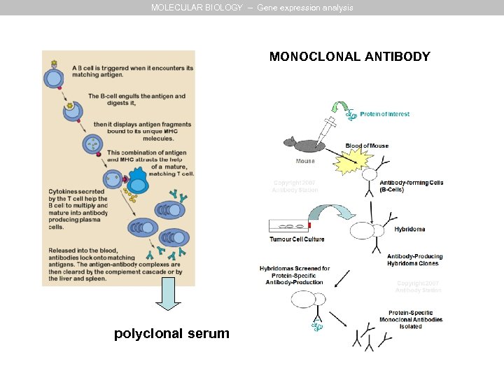 MOLECULAR BIOLOGY – Gene expression analysis MONOCLONAL ANTIBODY polyclonal serum 