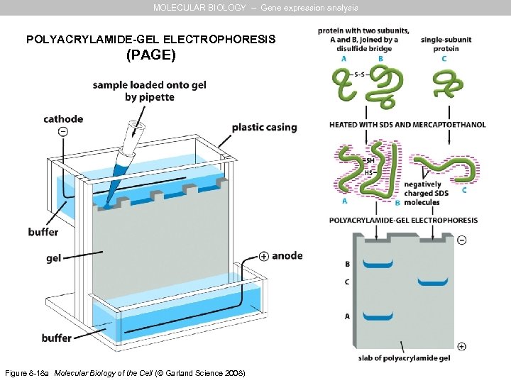 MOLECULAR BIOLOGY – Gene expression analysis POLYACRYLAMIDE-GEL ELECTROPHORESIS (PAGE) Figure 8 -18 a Molecular