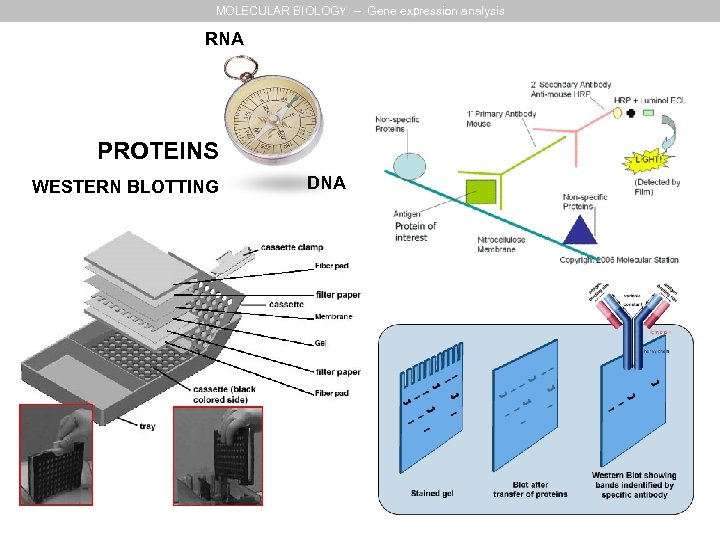 MOLECULAR BIOLOGY – Gene expression analysis RNA PROTEINS WESTERN BLOTTING DNA 
