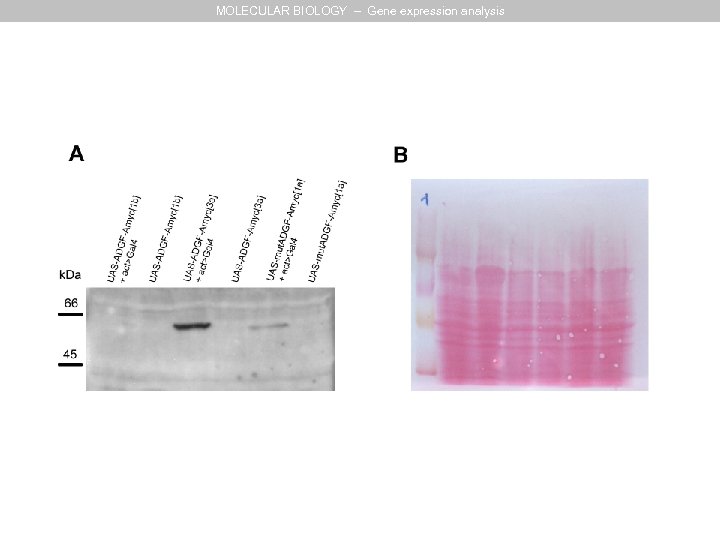MOLECULAR BIOLOGY – Gene expression analysis 
