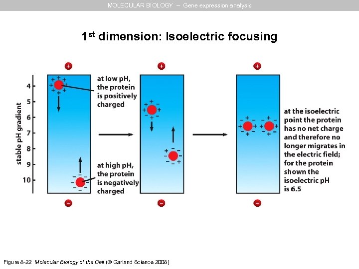 MOLECULAR BIOLOGY – Gene expression analysis 1 st dimension: Isoelectric focusing Figure 8 -22