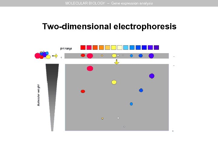 MOLECULAR BIOLOGY – Gene expression analysis Two-dimensional electrophoresis 