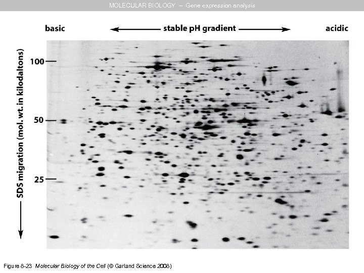 MOLECULAR BIOLOGY – Gene expression analysis Figure 8 -23 Molecular Biology of the Cell