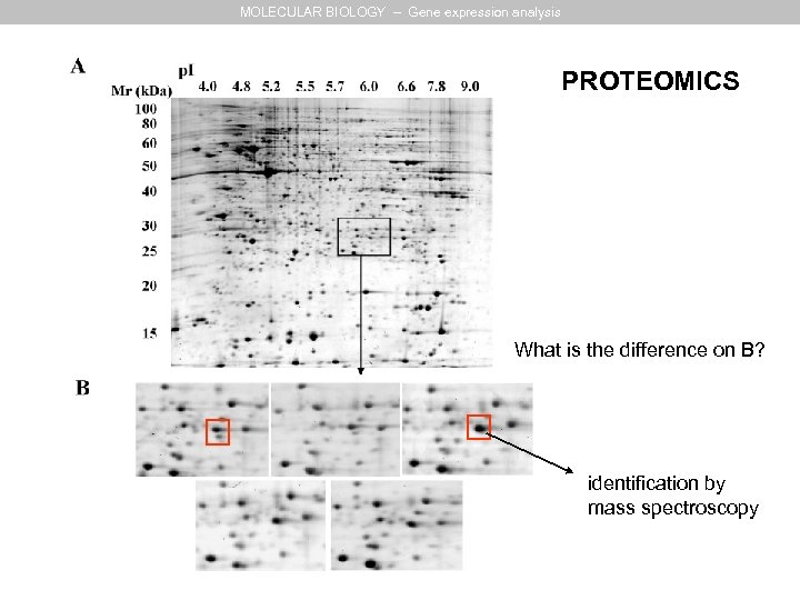 MOLECULAR BIOLOGY – Gene expression analysis PROTEOMICS What is the difference on B? identification