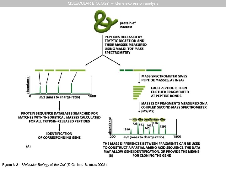 MOLECULAR BIOLOGY Basic Genetics EXAMS SAVE