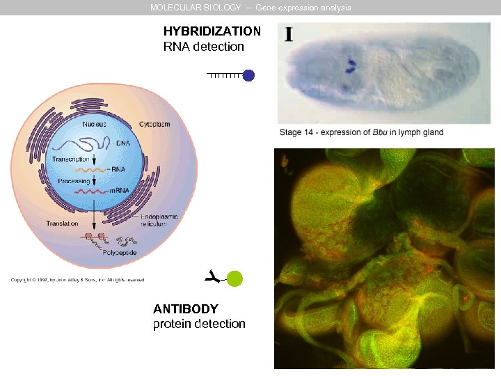 MOLECULAR BIOLOGY – Gene expression analysis Y HYBRIDIZATION RNA detection ANTIBODY protein detection 