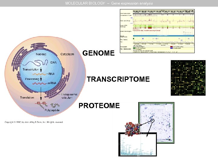 MOLECULAR BIOLOGY – Gene expression analysis GENOME TRANSCRIPTOME PROTEOME 
