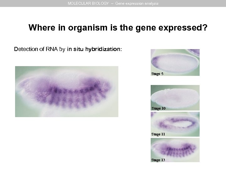 MOLECULAR BIOLOGY – Gene expression analysis Where in organism is the gene expressed? Detection