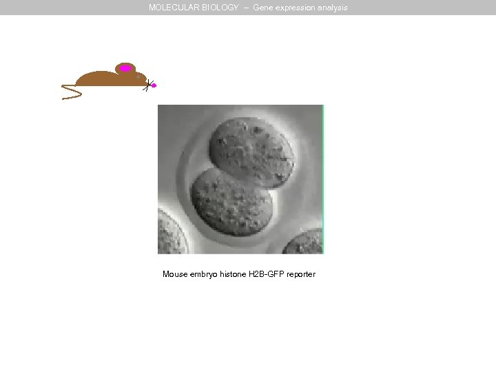 MOLECULAR BIOLOGY – Gene expression analysis Mouse embryo histone H 2 B-GFP reporter 