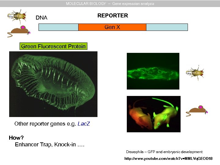 MOLECULAR BIOLOGY – Gene expression analysis DNA REPORTER Gen X Green Fluorescent Protein Other