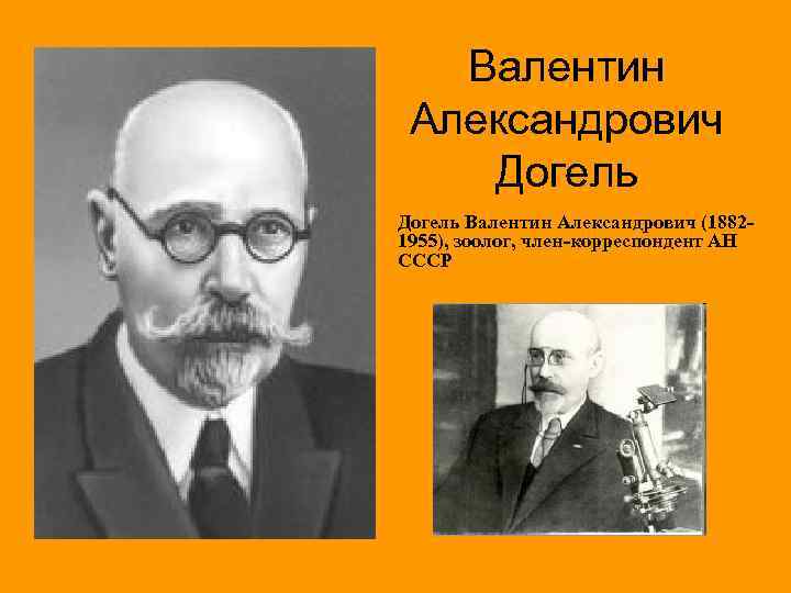 Валентин Александрович Догель Валентин Александрович (18821955), зоолог, член-корреспондент АН СССР 