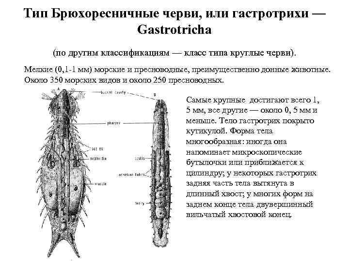 Тип Брюхоресничные черви, или гастротрихи — Gastrotricha (по другим классификациям — класс типа круглые