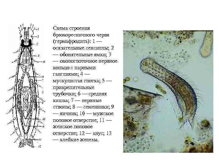 Схема строения брюхоресничного червя (гермафродита): 1 — осязательные сенсиллы; 2 — обонятельные ямки; 3