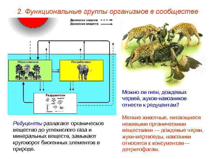 2. Функциональные группы организмов в сообществе Можно ли гиен, дождевых червей, жуков-навозников отнести к