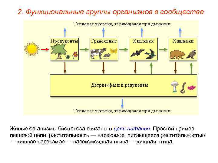 2. Функциональные группы организмов в сообществе Живые организмы биоценоза связаны в цепи питания. Простой