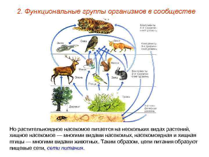 2. Функциональные группы организмов в сообществе Но растительноядное насекомое питается на нескольких видах растений,