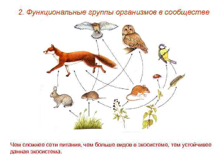 2. Функциональные группы организмов в сообществе Чем сложнее сети питания, чем больше видов в