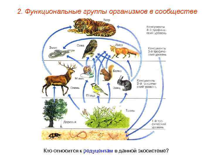 2. Функциональные группы организмов в сообществе Кто относится к редуцентам в данной экосистеме? 