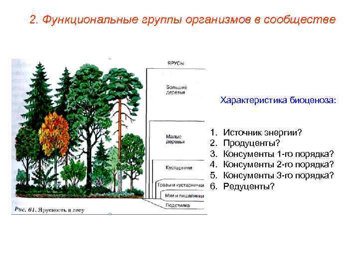 2. Функциональные группы организмов в сообществе Характеристика биоценоза: 1. 2. 3. 4. 5. 6.