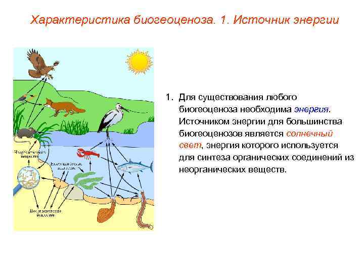 Характеристика биогеоценоза. 1. Источник энергии 1. Для существования любого биогеоценоза необходима энергия. Источником энергии