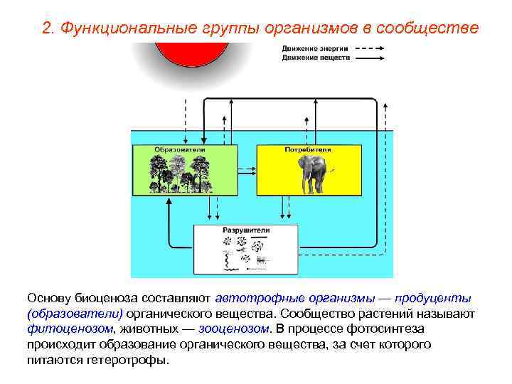 2. Функциональные группы организмов в сообществе Основу биоценоза составляют автотрофные организмы — продуценты (образователи)