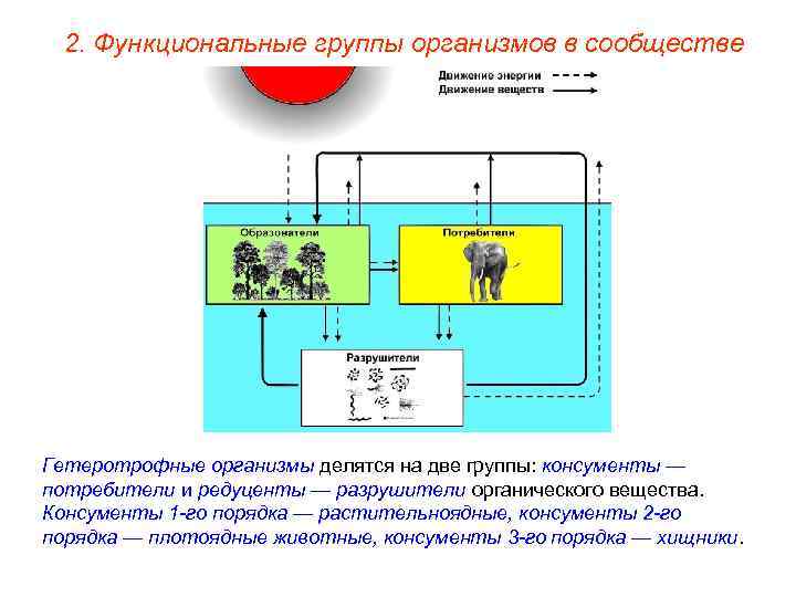 2. Функциональные группы организмов в сообществе Гетеротрофные организмы делятся на две группы: консументы —