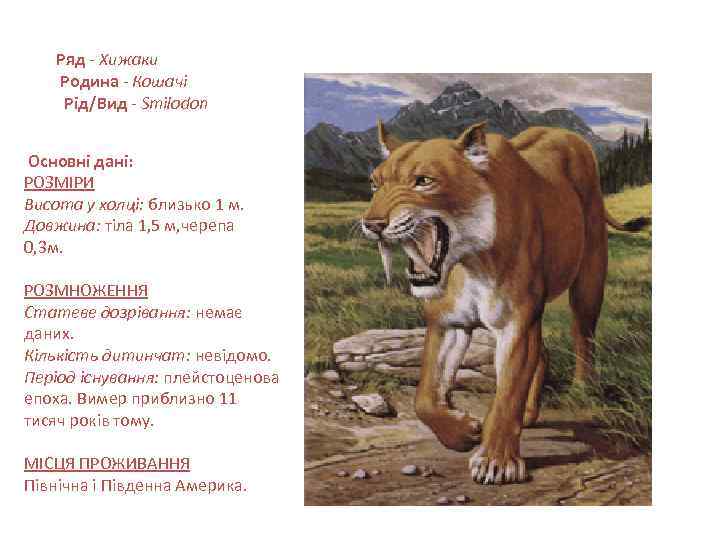  Ряд - Хижаки Родина - Кошачі Рід/Вид - Smilodon Основні дані: РОЗМІРИ Висота