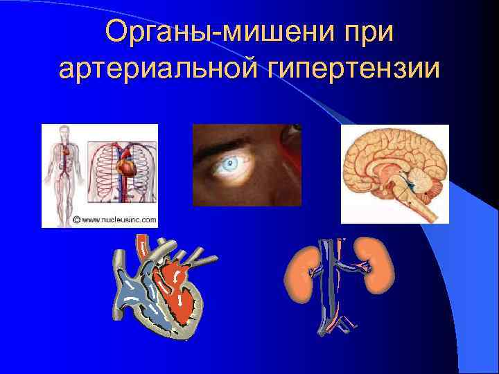 Органы-мишени при артериальной гипертензии 