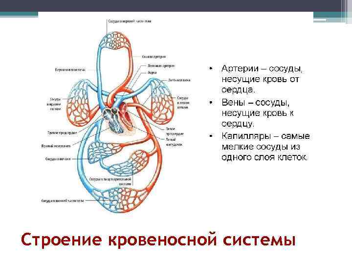 Строение кровеносной системы 