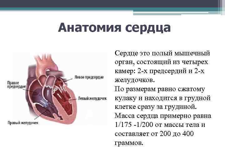 Анатомия сердца Сердце это полый мышечный орган, состоящий из четырех камер: 2 -х предсердий