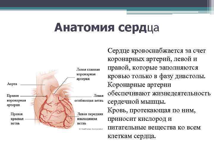 Анатомия сердца Сердце кровоснабжается за счет коронарных артерий, левой и правой, которые заполняются кровью