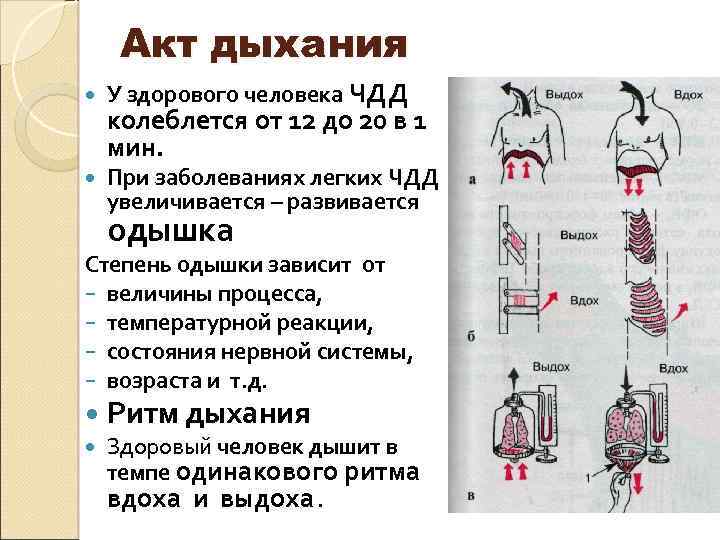 Акт дыхания У здорового человека ЧДД При заболеваниях легких ЧДД увеличивается – развивается колеблется