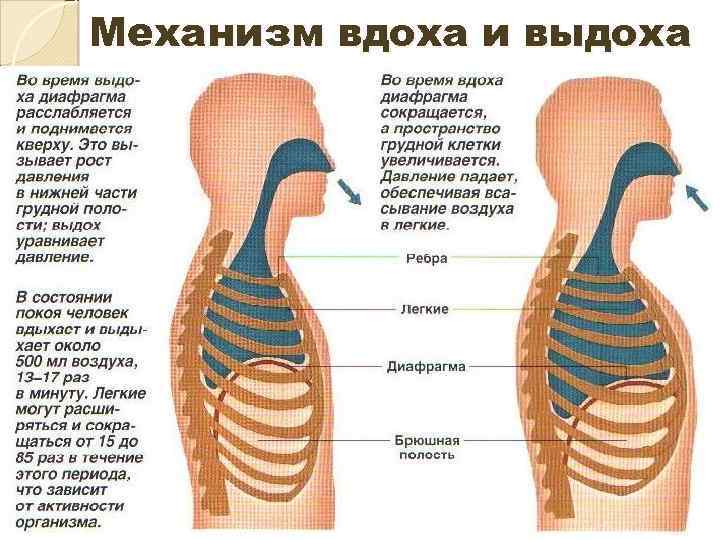 Механизм вдоха и выдоха 