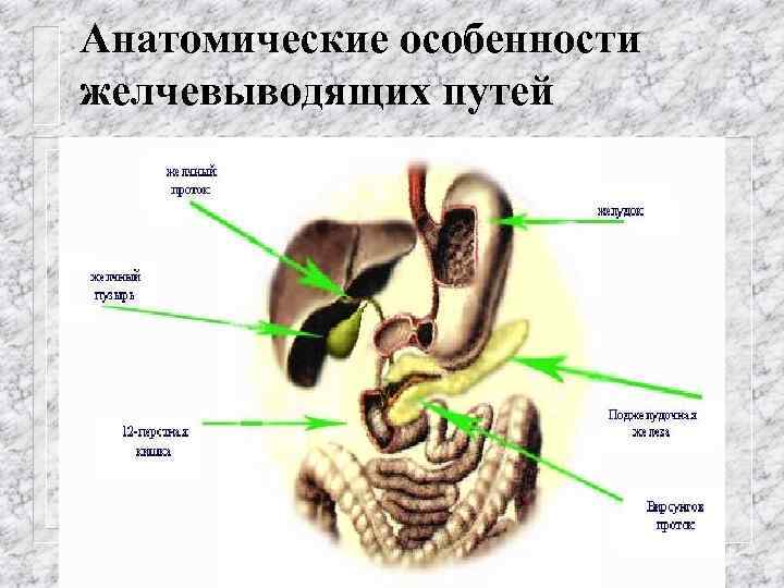 Анатомические особенности желчевыводящих путей 