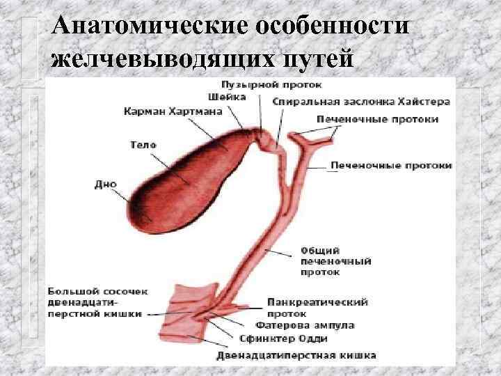 Анатомические особенности желчевыводящих путей 