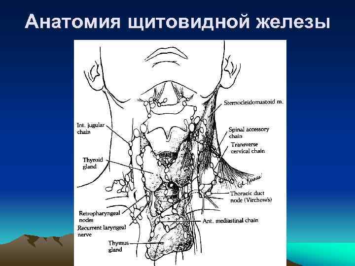 Анатомия щитовидной железы 
