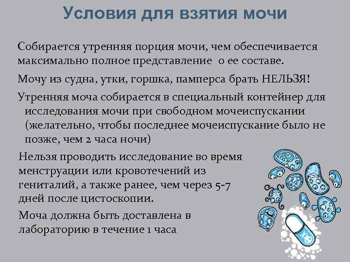 Отличается моча. Утренняя порция мочи. Правила забора мочи. Вторая Утренняя порция мочи. Первая Утренняя порция мочи.