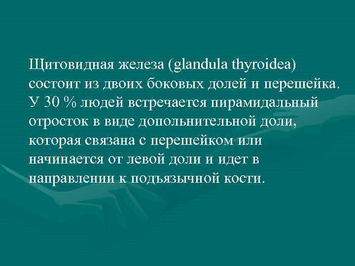 Щитовидная железа (glandula thyroidea) состоит из двоих боковых долей и перешейка. У 30 %